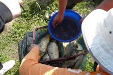 28 мая 2011 года кубок Трапер ловля карпа 2012, Рыбалка карп, Рыбхоз Сенеж 36