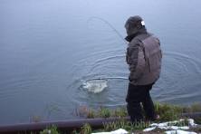 Рыбалка форель 03 ноября 2012 года, ловля форели, Рыбхоз Сенеж 26