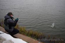 Рыбалка форель 03 ноября 2012 года, ловля форели, Рыбхоз Сенеж 72